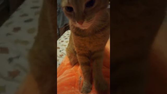 Чудо наше рыжее Маркиза смотреть онлайн