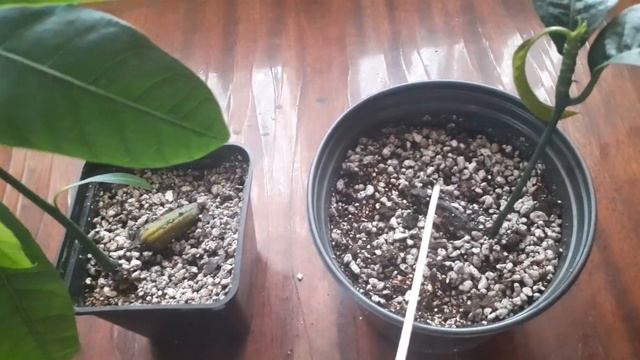 Манго из косточки 2 часть 21./01./23 отчёт #манго смотреть онлайн