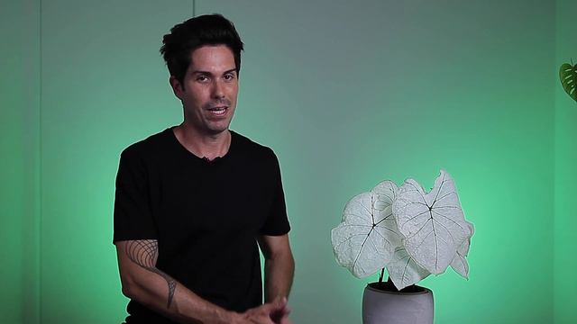¡mis CALADIUMS! 43 días ha pasado, ¿han salido todos? tips + info 😁🔝 смотреть онлайн