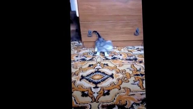 Британская малышка Габби и ее красивый окрас - элитный питомник Elite British смотреть онлайн