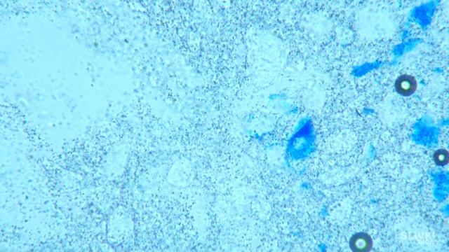 МЫ ДОБЫЛИ ЧЕЛОВЕЧЕСКОЕ СЕМЯ И УВЕЛИЧИЛИ ЕГО! смотреть онлайн