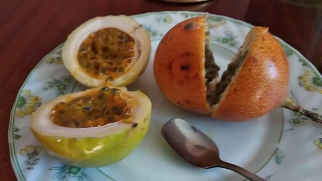 Маракуйя, пассифлора грандила ,мир экзотических растений смотреть онлайн