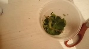 Как получить ХЛОРОФИЛЛ в домашних условиях