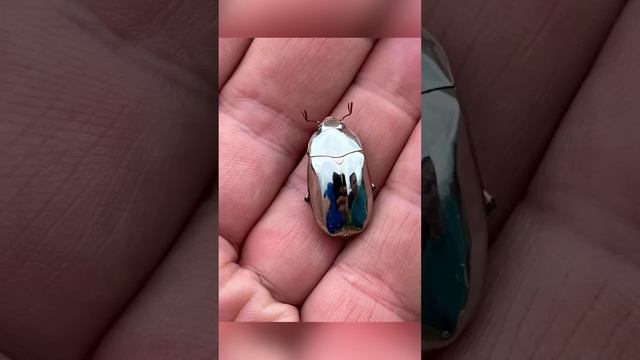 Эти животные будто из металла смотреть онлайн
