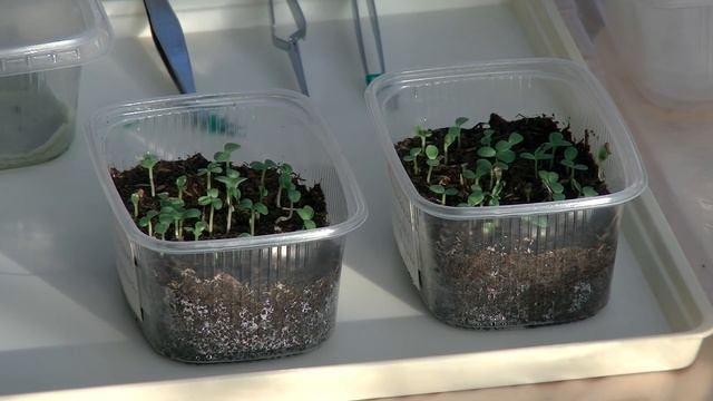 Выращивание астры из семян. Часть первая.