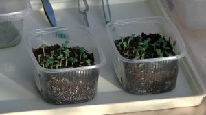 Выращивание астры из семян. Часть первая.