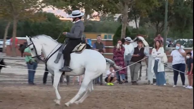 BENALUP CASAS VIEJAS Doma Vaquera 2021 SANTIAGO GORDILLO SABORIDO con PERDIGÓN смотреть онлайн