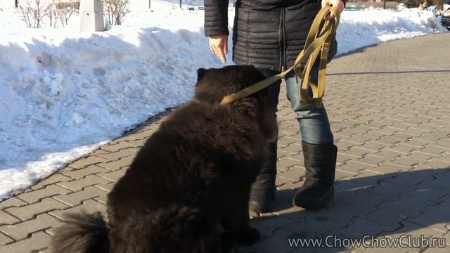 Чау-Чау выполняет команду лежать и сидеть / Chow Chow смотреть онлайн