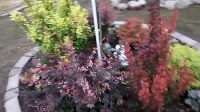 Обзор сада.Вечер 9 июля./коляска для таксы/Новый питомец/ Большие пересадки. смотреть онлайн