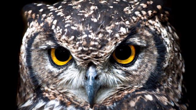 owl sound effects смотреть онлайн