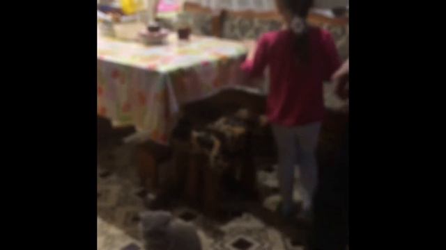 МОЙ ВЕЧЕР/ MY EVENING ROUTINE/ ВИКА ЕЖЕВИКА смотреть онлайн