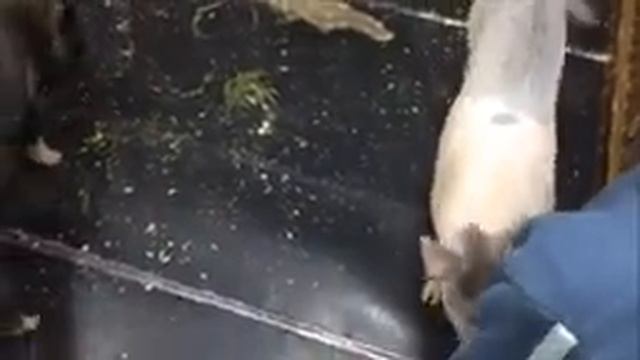 Контактный зоопарк ☺ 2016 ☺ Вася и козлик смотреть онлайн