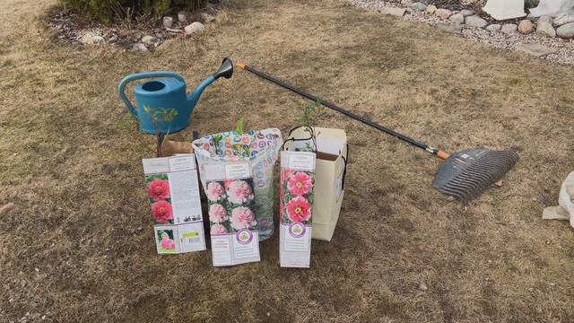 Как посадить пионы в коробки и из гробокопателя в землю весной. Особенности посадки ПИОНОВ весной. смотреть онлайн