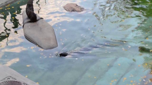 Московский зоопарк смотреть онлайн