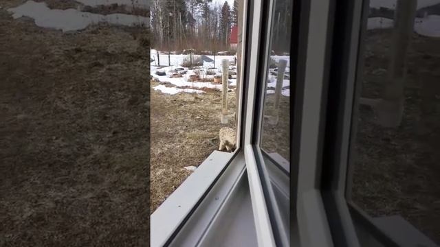 Рысь на даче в Карелии смотреть онлайн