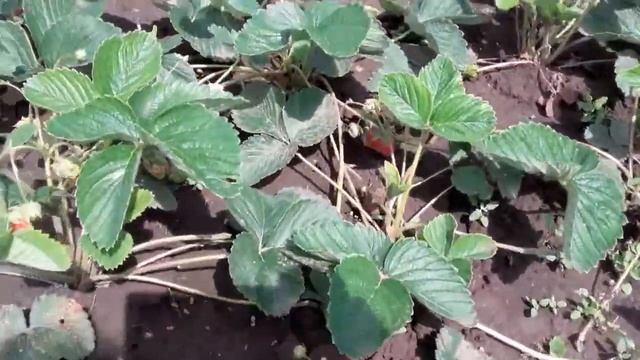 Обзор клубники. сорт ЛОРД смотреть онлайн