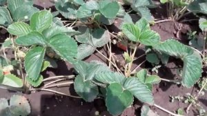 Обзор клубники. сорт ЛОРД