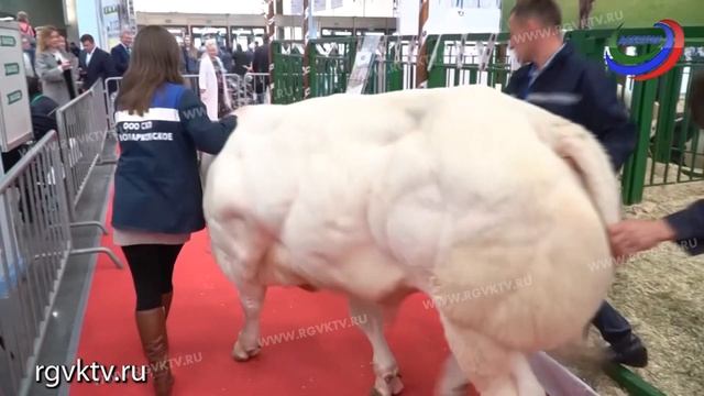 Сельское хозяйство республики является одной из базовых отраслей экономики Дагестана смотреть онлайн