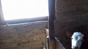 Телка беломышечная болезнь ...