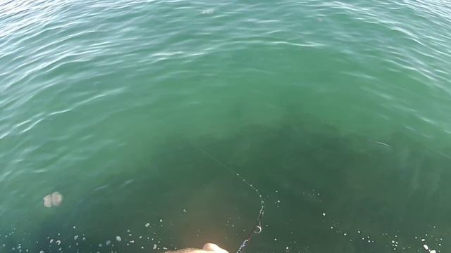 Жор саргана на спининг