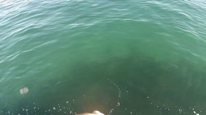 Жор саргана на спининг