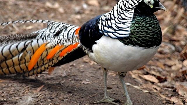 Бизнес на разведении фазанов. Фазанья ферма смотреть онлайн