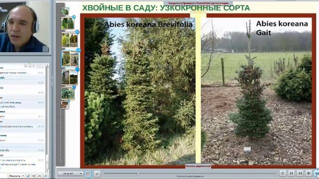 Вебинар Александра Верещака "Хвойные растения", ч. 2 смотреть онлайн
