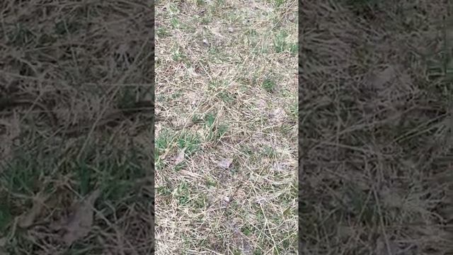 змейка смотреть онлайн