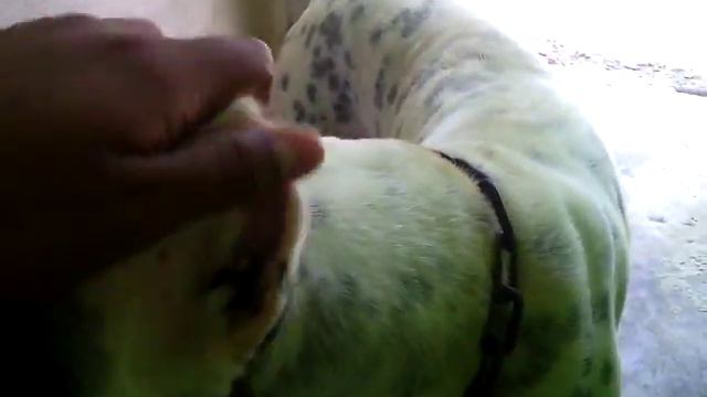 Pitbull SPIKE смотреть онлайн