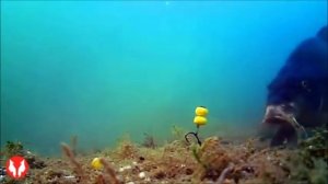 Ловля карпа на бойлы, видео под водой.  Fishing carp baits underwater
