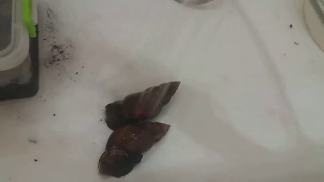 Уборка у улиток. Мои ахатины смотреть онлайн