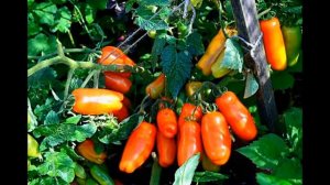 Лучшие сорта томатов для открытого грунта  Томат Веселый гном. Томаты Любови Мязиной.