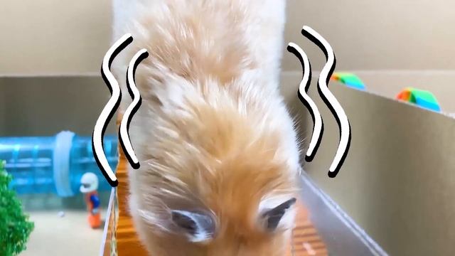 The Best Hamster Challenges By Mr Hamster