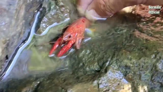 Find Real Lobster, Real Koi Fish, and Marine Animal Toys, Sharks, Dolphins, Sea Fish, Part157 смотреть онлайн