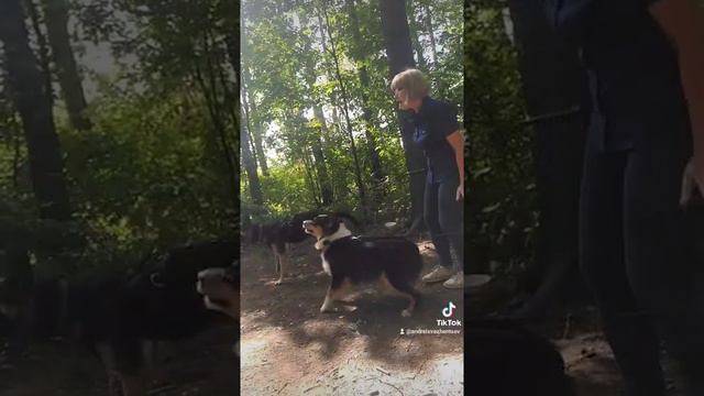 Поцелуй в живот 😀