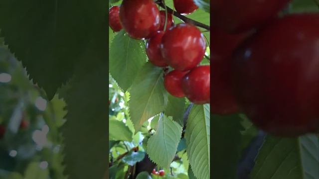 Бьюти-советы для ухода за ресницами