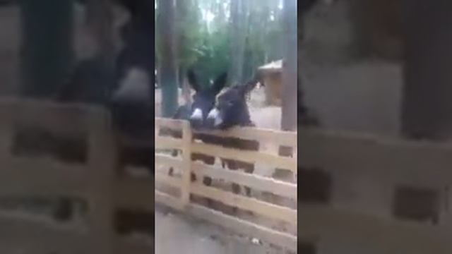 Харьков экопарк им. Фельдмана. смотреть онлайн