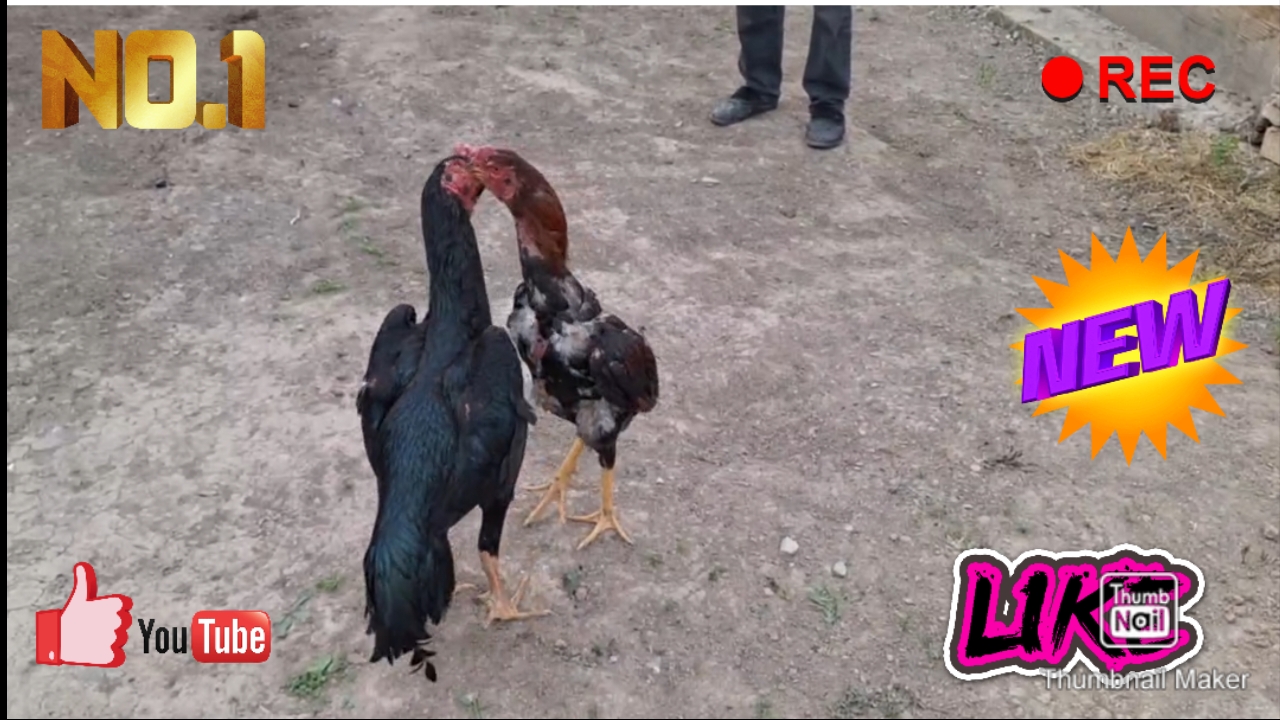 бойцовский петух смотреть онлайн