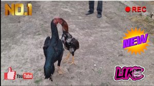 бойцовский петух