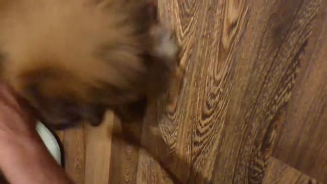 Злой Пекинес смотреть онлайн