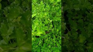 Парша на крыжовнике и смородине - борьба