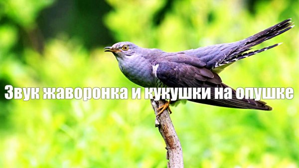Звук жаворонка и кукушки на опушке