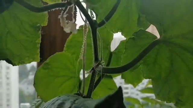 Выращивание огурцов на балконе