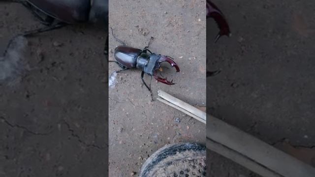 Жук носорог Уфа смотреть онлайн