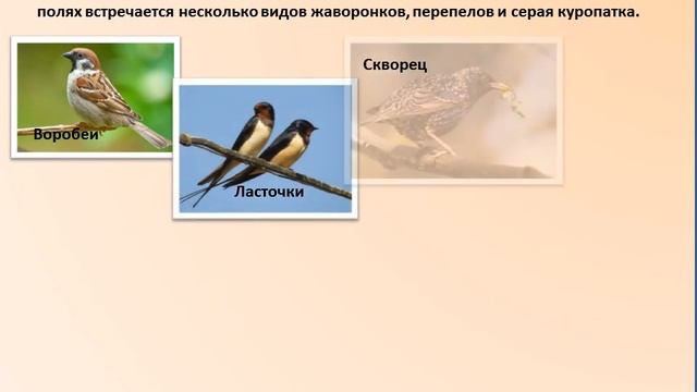птицы нашего края смотреть онлайн