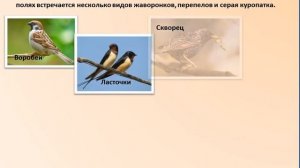 птицы нашего края