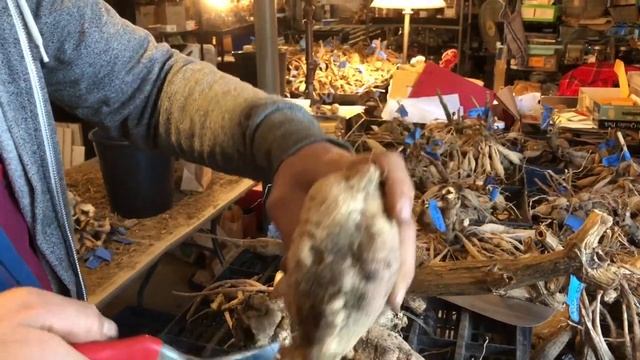 Dahlias / Cocoxochitl: Lifting, Cleaning, Dividing, and Storing смотреть онлайн