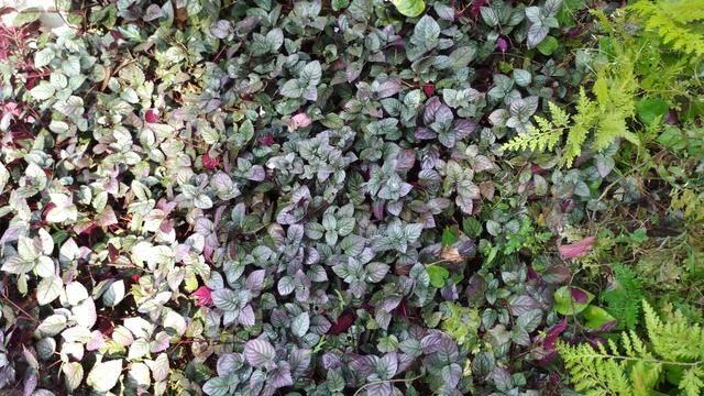 How to grow Strobilanthes alternata/waffle plant and it's care смотреть онлайн