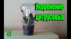 Укоренение черенков цитрусовых.  Способ № 1 #Цитрусовые