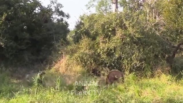 Дикие Собаки Против Крокодила. смотреть онлайн